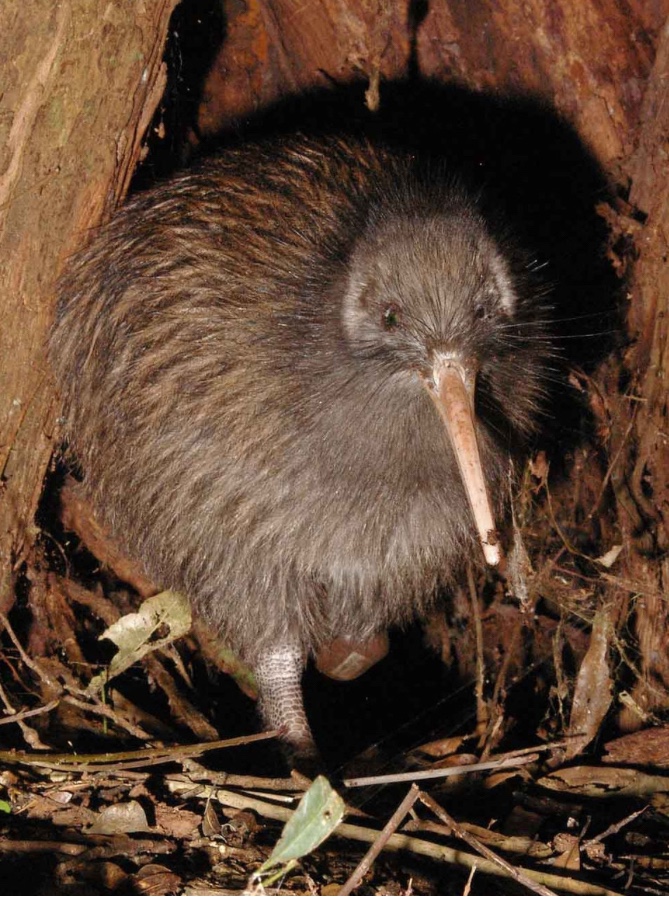 Kiwi 